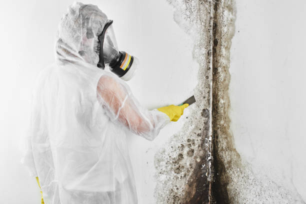 Best Black Mold Removal  in Benicia, CA