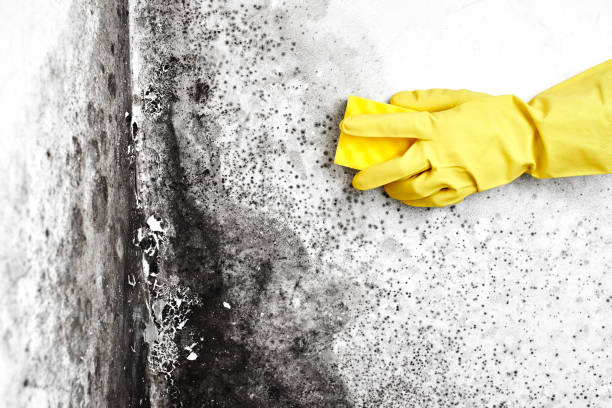 Mold Testing and Removal in Benicia, CA
