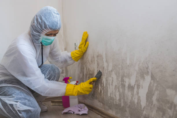 Best Mold Removal Specialists  in Benicia, CA