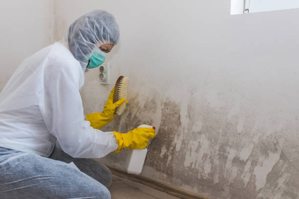 Best Commercial Mold Removal  in Benicia, CA