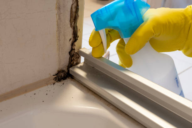 Best Certified Mold Removal  in Benicia, CA