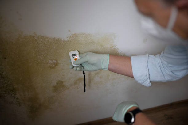 Best Residential Mold Removal  in Benicia, CA
