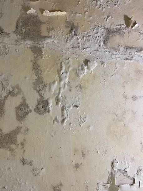Best Black Mold Removal  in Benicia, CA