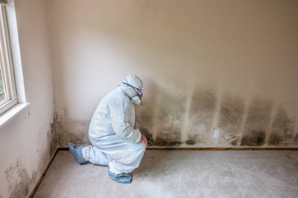 Best Same-Day Mold Removal  in Benicia, CA