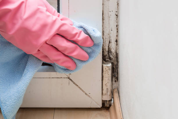Best Mold Testing and Removal  in Benicia, CA