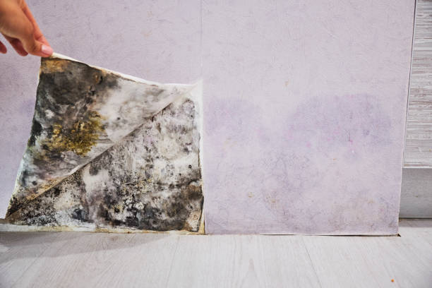 Benicia, CA Mold Removal Pros